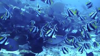 Pennant Coral Fish @Fish Tank, North Male, Maldives