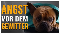 Hund Angst Vor Gewitter Was Tun Hund Angst Vor Gewitter Was Tun