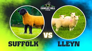 SUFFOLK VS LLEYN, WHICH LAMBS ARE PERFORMING BETTER?