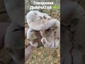 ГРИБНИК в ШОКЕ от УВИДЕННОГО☘️ природа🌿🍃 отдых 🏖лес🌳 река 🐟🎣🐟🎣