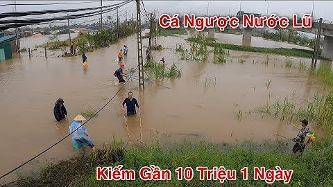 Kích Cá Video Full Người Dân Bắt Cá Mùa Mưa Lũ Trúng Đậm Cá Chép, Cá Trắm Gần 10 Kg || Catch Fish