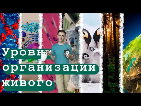Уровни организации живого 🧬➡️🧫➡️🦍➡️ 👨‍👩‍👧‍👦 | Карнавал молекул 🧬