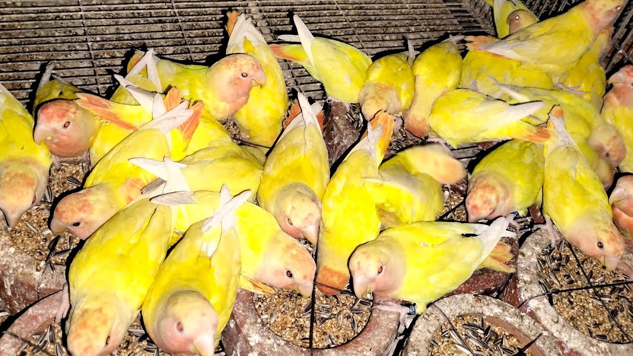 বাংলাদেশ সব চেয়ে বড় লাভবার্ড পাখি  খামার! Jungle Aviary