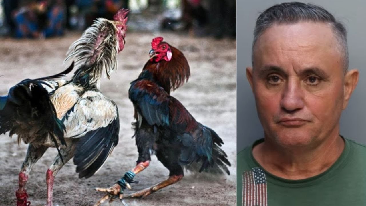 americateve | Desmantelan res de peleas de gallos en el suroeste de Miami-Dade