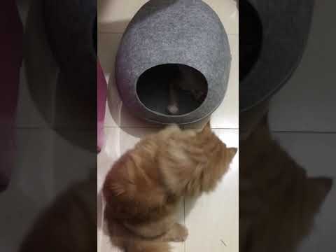 funny-cat-fight-funny-video-kitten-fight-persian-cat-and-bengal-cat-funny-videos