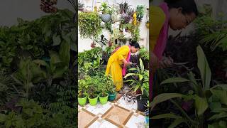 प्लांट पूरे फैल जाते है कटिंग बहुत टूट गई ।#garden #cutting #pots #shorts #gardenplants