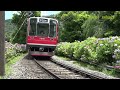 箱根登山電車 紫陽花花盛り 2022年6月26日