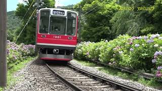 箱根登山電車 紫陽花花盛り 2022年6月26日