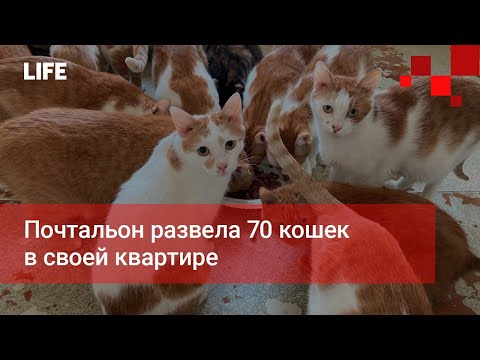 Видео: 70 кошек из дома в Нью-Йорке изгнаны из `` ужасных '' условий