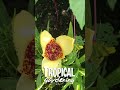 Flowers for a UK tropical garden #shortsvideo