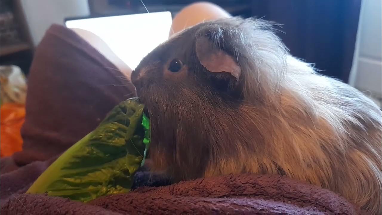 Angry Guinea Pig Nibbles Lettuce YouTube