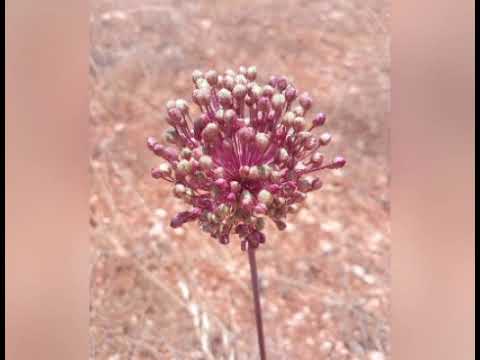 أغنية برتاح معاك حالة واتس اب ستوري فيس برتاح معاك حاالات واتس 