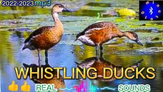 WHISTLING DUCK CALL SOUND/ HUNI NG WHISTLING DUCK #ClearSound