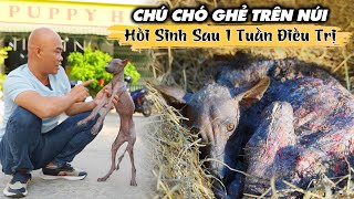 CHÚ CHÓ GHẺ TRÊN NÚI HỒI SINH SAU 1 TUẦN ĐIỀU TRỊ