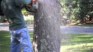 Danziger Tree Service Massive Pine on Cape Cod
