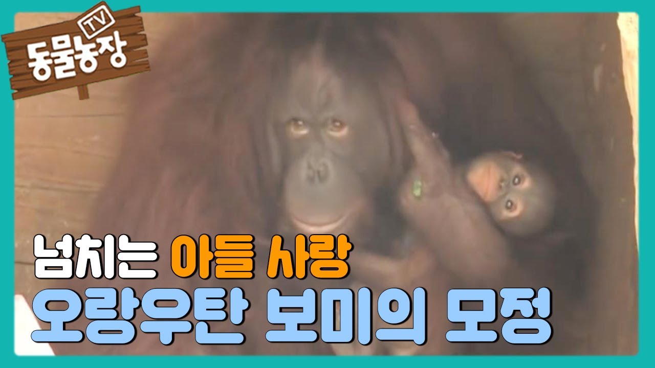 Моджон из орангутанга Боми @AnimalFarm 20130714