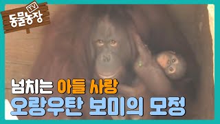Orangutan Bomi's Mojeong @AnimalFarm 20130714