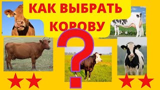 Как выбрать корову| Признаки проблемной коровы