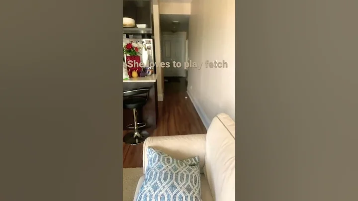 Video 9978211: siamese cat playing fetch, siamese cat love