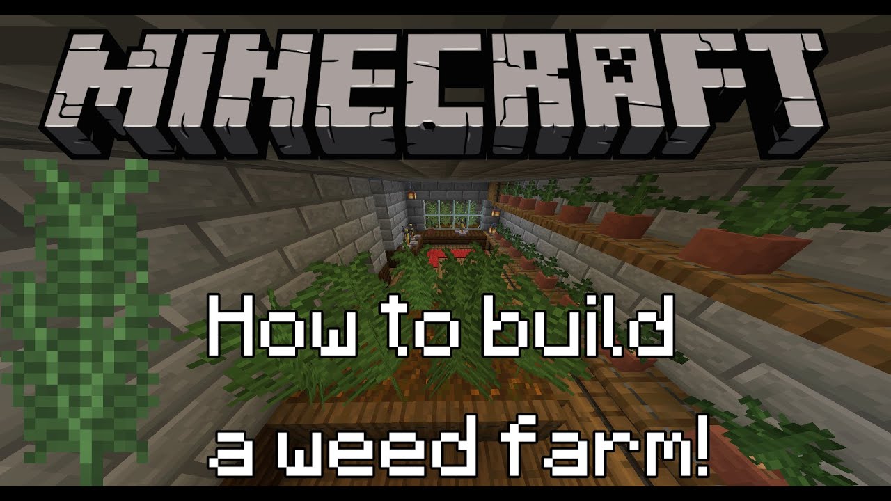 Plantação de maconha mal sucedida no Minecraft O. X IN bi MD dp