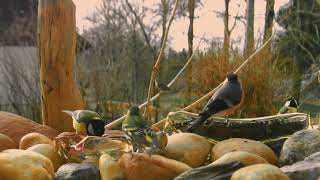 Dinosaur Buffet  S03E15  Bullfinch Breakfast