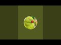 Tiku parrot  is live