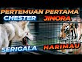 PERKENALAN SERIGALA DAN HARIMAU ! REAKSI CHESTER KETEMU ESHAN JINORA !!!