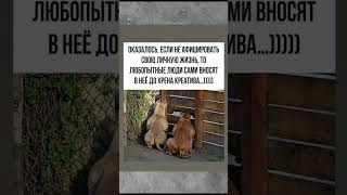Каждый сценаристь #юмор #мем #смешнойшортс #смешновидео