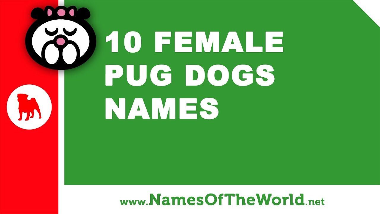 best female pug names