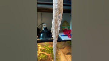 6 Foot Jungle Carpet Python Perfect Shed! 🐍💯