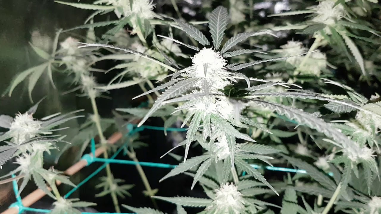 Critical Super Silver Haze LED Grow bloom day 39 week 5. Mark