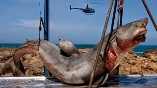 15 - Ton Prehistoric Shark Captured Off Coast Of Pakistan megaladon