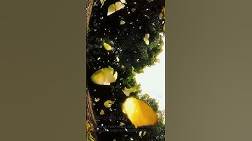 سابقوا إلى مغفرة من ربكم عبد الباسط عبد الصمد من سورة الحديد #المصحف #اكسبلور