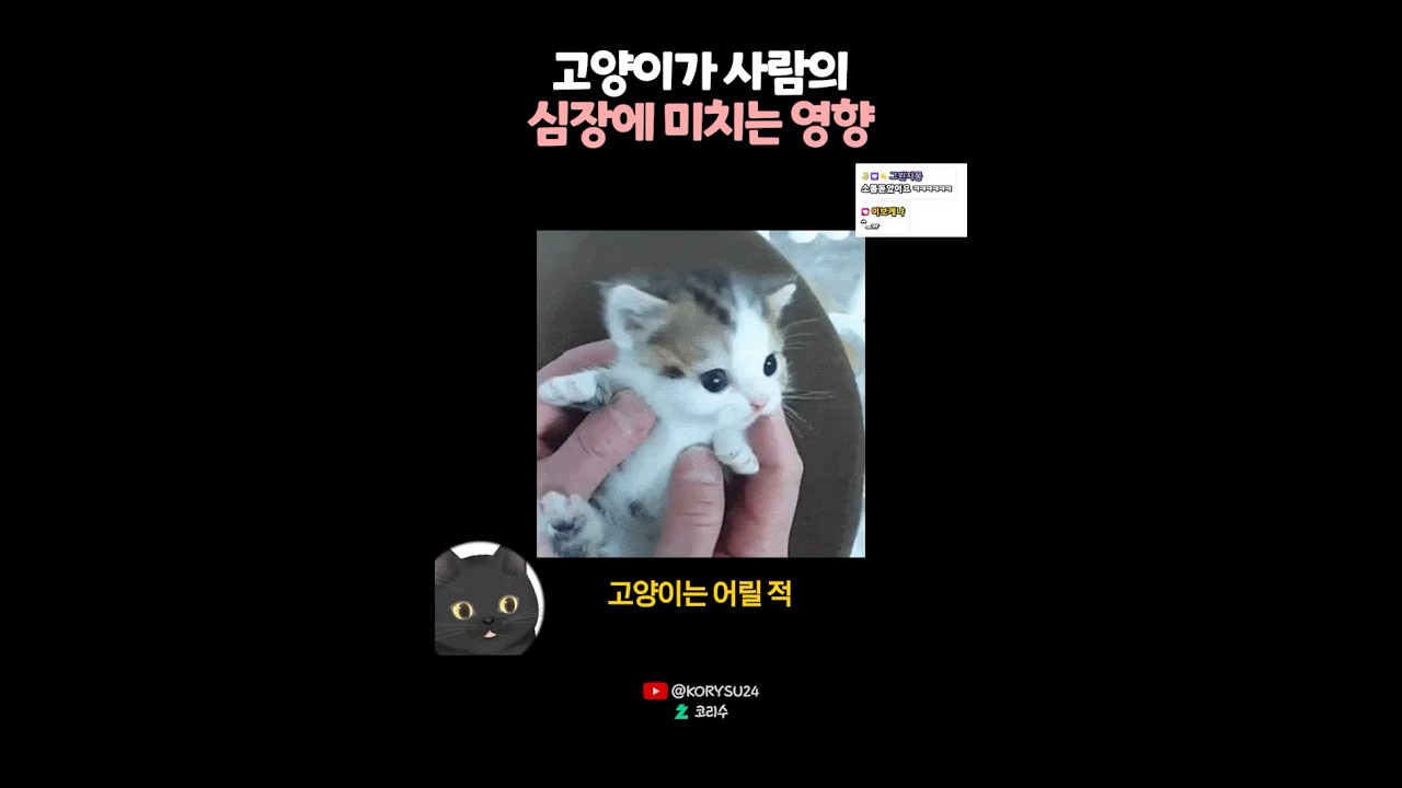 고양이가 사람의 심장에 미치는 영향? 🤔