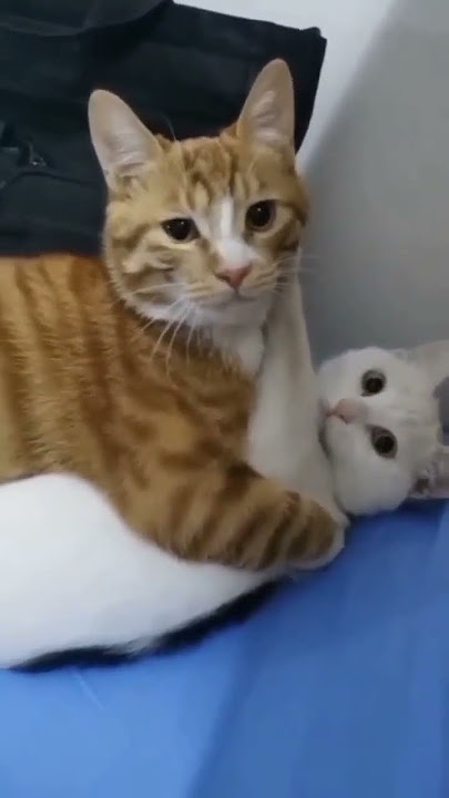 Video Lucu Kucing Selingkuh #shorts