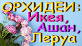 Орхидеи,узамба́рские фиалки,Самара🌺