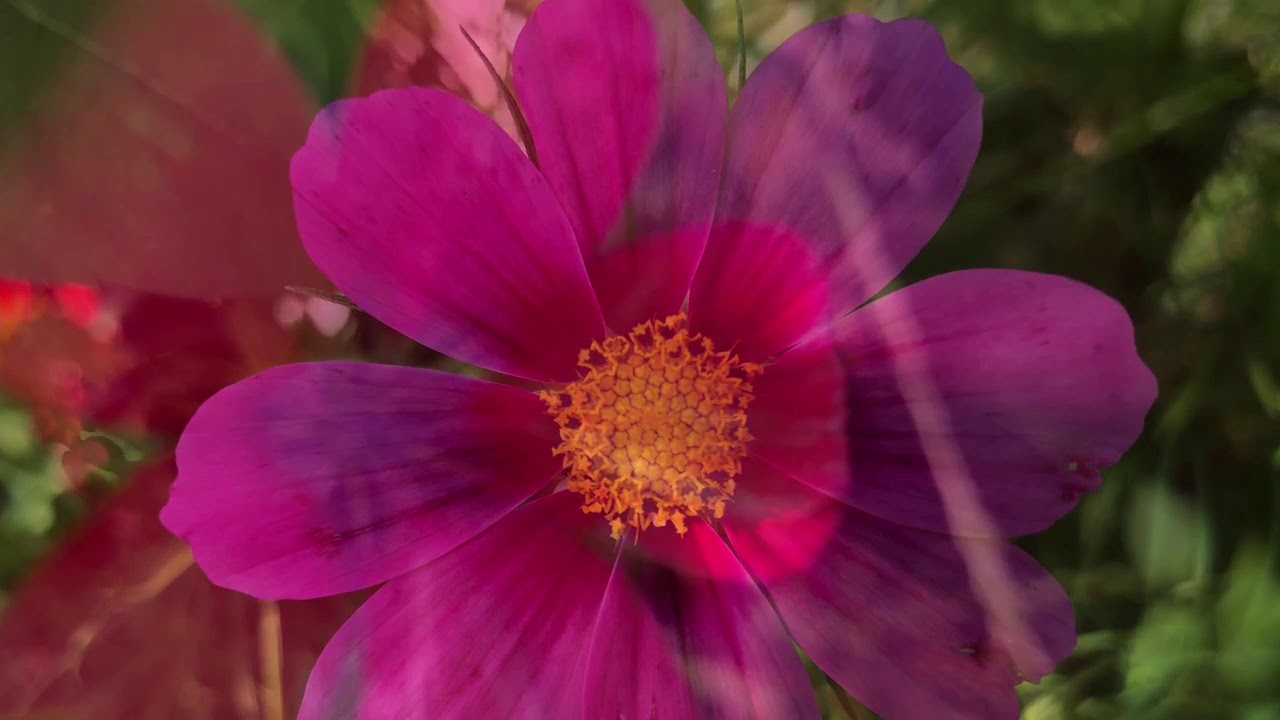 Early Summer Flower Burst
