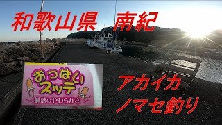 和歌山県 南紀 アカイカ アカイカのませ の予定 Youtube