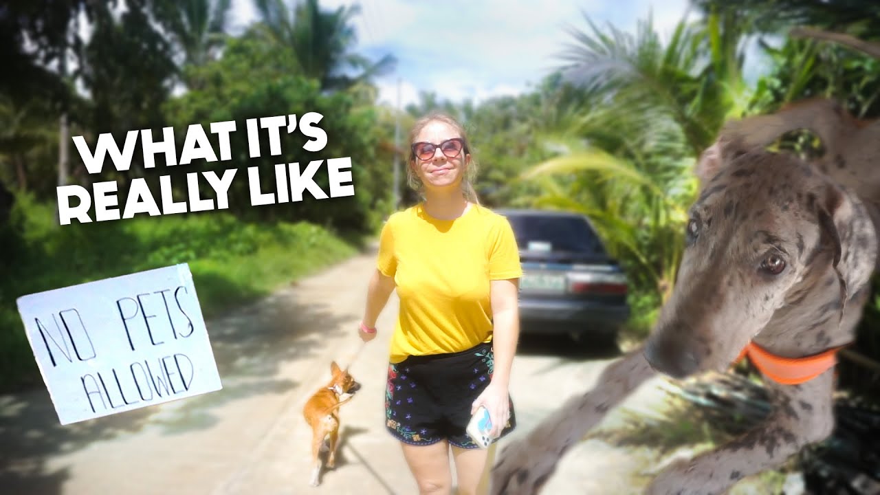 REALITY of PET LIFE In PHILIPPINES Meeting The Dogs Of Siargao