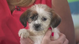 Adopt-A-Pet:  Chicago Rescue Authority
