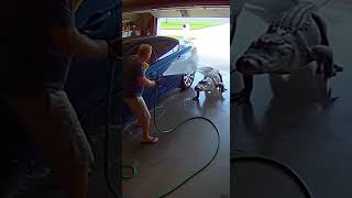 Florida Man Washes Car and Finds an Alligator! #alligator #wildlife #scary #funny #animalattack