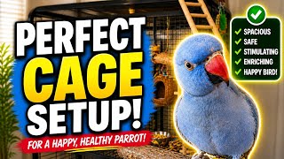Parrot Cage Setup That Your Bird Will Love🦜