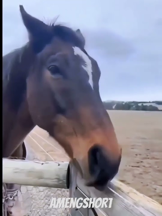 apa elo tega?✌️#shorts #song #laguviral