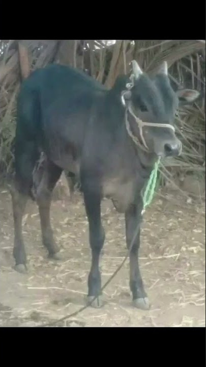 Kangayam kala  #kala #bull #kangayam #kalapoot