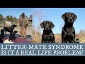 Labrador Retriever Training -  An Overview of Littermate Syndrome