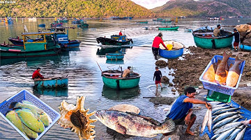 CÔN ĐẢO Ngư Dân Lặn Cá Mú Đỏ Sống 950k/kg | Hòn Đảo Đẹp Nhất Em Từng Đến Thăm