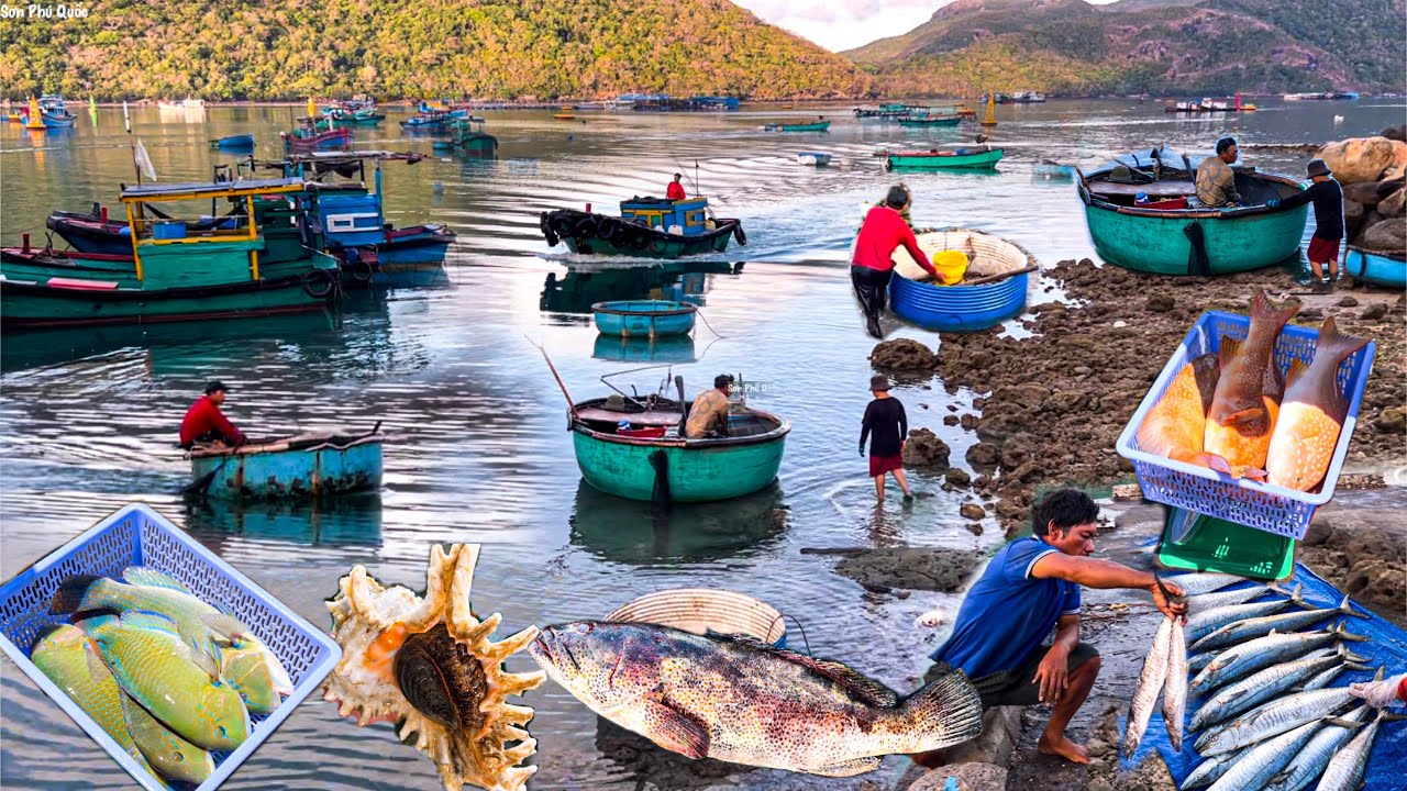 CÔN ĐẢO Ngư Dân Lặn Cá Mú Đỏ Sống 950k/kg | Hòn Đảo Đẹp Nhất Em Từng Đến Thăm