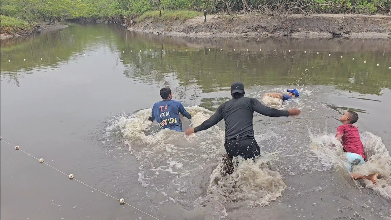 MUITAS TAINHA NA LAGOA. 