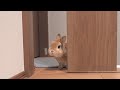 うさぎが飼い主を迎えに来るまでの過程が最高に可愛いです【No.974】