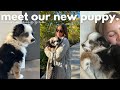 VLOG: MEET OUR NEW PUPPY | first 72 hours with her &amp; mini lululemon haul